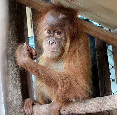 Orangutan Festival is Held in Medan (August 18, 2018)