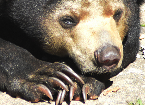 Sun Bears: Suffering in the Name of Entertainment  (September 13, 2018)