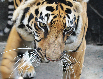 World Tiger Day will be celebrated in Medan 