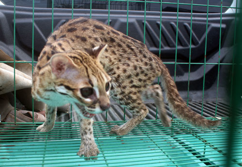 A Leopard Cat is Rescued from an Illegal Owner in Medan (May 31, 2018)