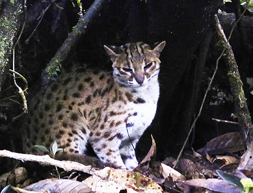 A leopard cat is released back in wild habitat 