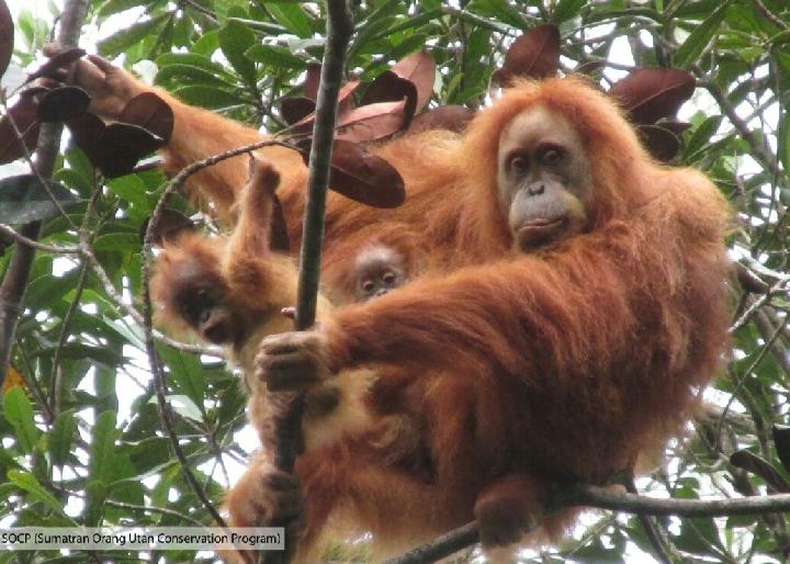 Tapanuli Orangutan Gives Birth to Twins