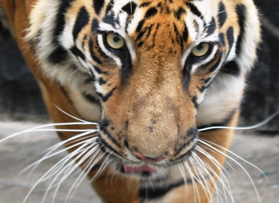 Tiger brutally killed in North Sumatra, hung from ceiling