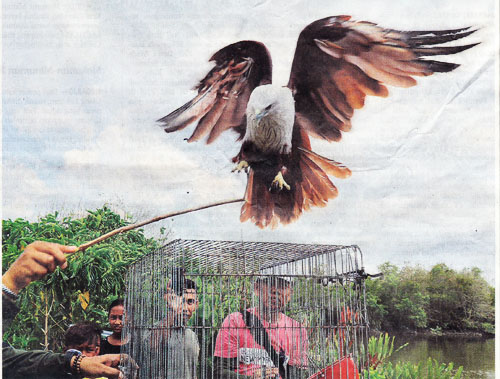  BBKSDA Releases Seven Brahminy Kites Back in the Wild (June 5, 2018)