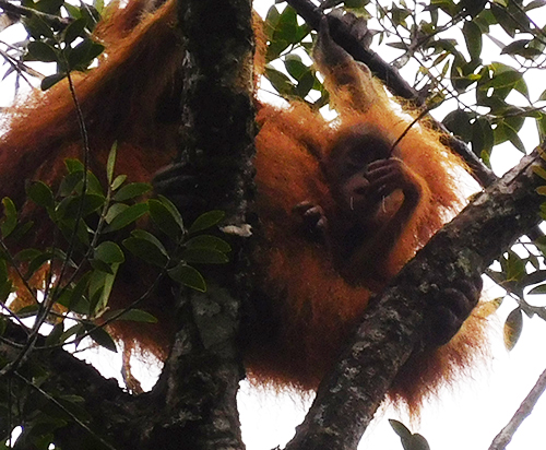 Monitoring orangutan habitat from the air (May 17, 2018)