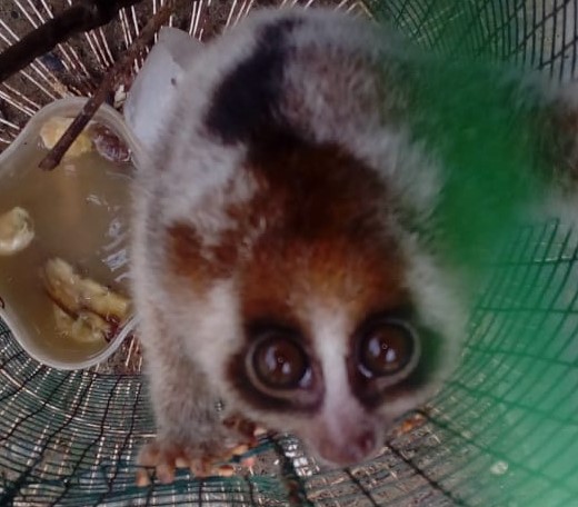 The Wildlife Authority and Scorpion rescue a Slow Loris from Halaban, Langkat, Sumatra (October 23, 2019)