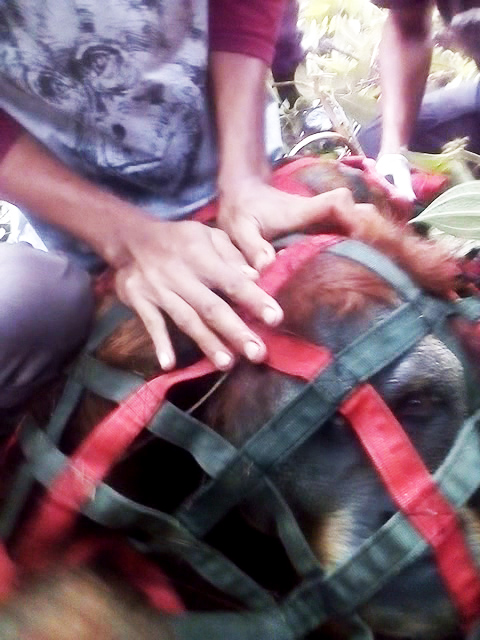 The Wildlife Authority (BBKSDA) and Partners Evacuate Tapanuli Orangutan to Prevent Conflict with Human at Dolok Nauli, Adiankoting (November 13, 2019)