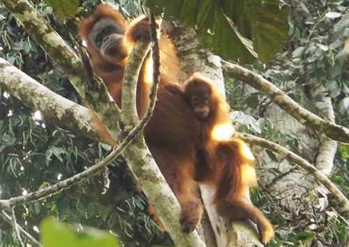 Joint Patrol for Protection of Tapanuli Orangutan in Adian Koting, North Tapanuli (September 16, 2019)