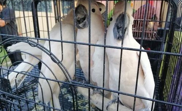 International Syndicate of Rare Animal Trade is Busted in Batam (February 21, 2019)