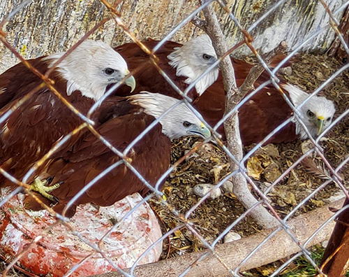 Four Brahminy kites (Haliastur indus) Will Get the Second Chance to live in their wild habitat in Sumatra (September 18, 2019)