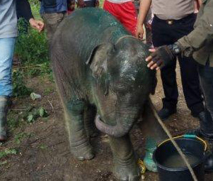 A Young Elephant is Illegally Snared and Injured in East Aceh, Sumatra (June 19, 2019)