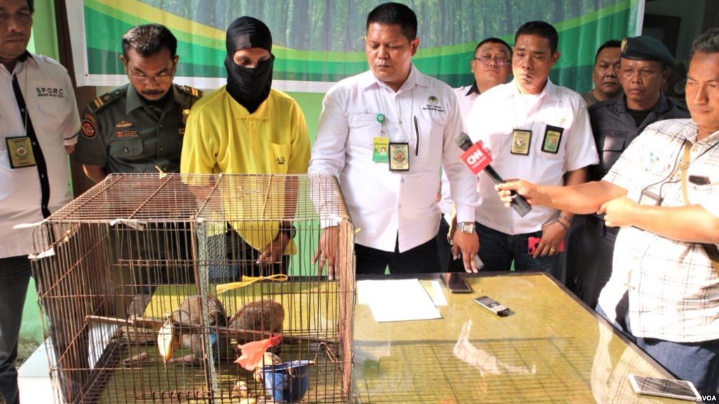 A Wildlife Trader was Sentenced to Two Years in Prison in Sumatra (January 23, 2019)