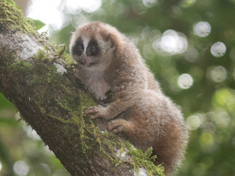 A Female Slow Loris  is Released Back in the Wild (April 06, 2020)