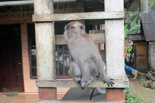 A Sad Long-tailed Macaque in Batangtoru, South Tapanuli (May 18,2020)