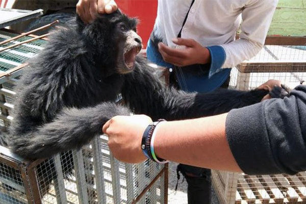 Four teenagers are arrested by Policeman when smuggling a Gibbon in Bireuen, Aceh (June 25, 2020)