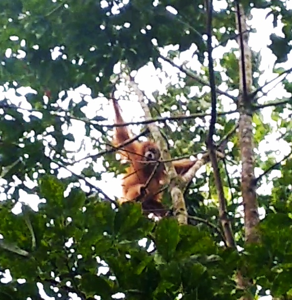 Encounters with the rarest great ape Tapanuli orangutan (Pongo tapanuliensis) in  Aek Nabara (July 08, 2020)