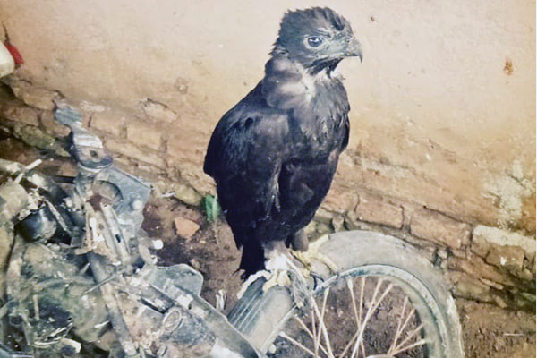 The GLNP authority Rescue a Black Eagle  from Marike, Langkat, Sumatra (July 10, 2020)