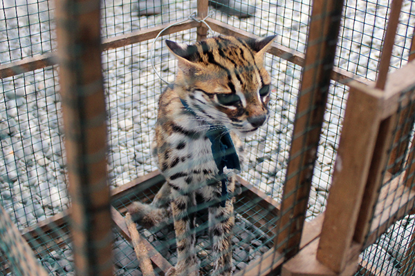 Releasing Leopard Cat in Sibolangit Nature Reserve (August 8, 2020)