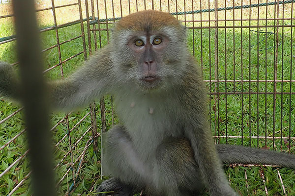 Capturing a Long-tailed Macaque by Cage Trap in Polonia Medan, Sumatra (September 23, 2020)