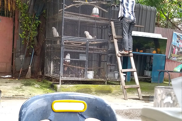 Monitoring of illegal ownership of protected animals in Medan (October 07, 2020)