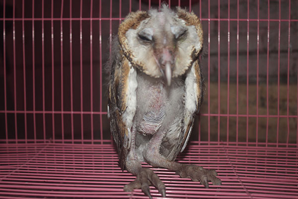 A poor barn owl (October 14, 2020)