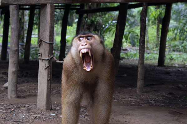 This Pig-Tailed Macaque Waited 10 Years to Be Rescued from the Chain of Torture (October 16, 2020)