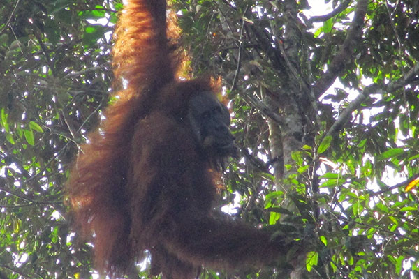 Joint Patrol in Arse Nauli: Team Encounters a Tapanuli Orangutan (October 29, 2020)