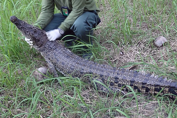 Evacuation of a Saltwater Crocodile (November 06, 2020)