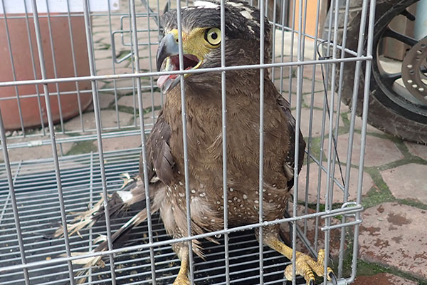 A Protected Eagle (Spilornis cheela) is Prevented from Becoming a Victim of Trafficking (December 01, 2020)