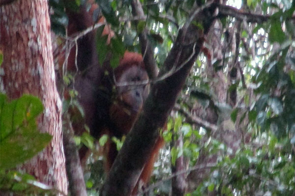 Joint Patrol in Arse Jae Lombang: An Encounter with Orangutan Eating Durians (December 02, 2020)