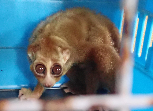 Forestry Policemen Rescue a Slow Loris from Besitang, North Sumatra (March 4, 2020)