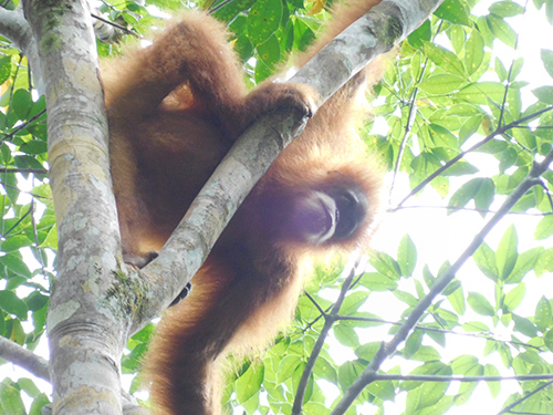 BBKSDA-Scorpion Joint Patrol Encounters Tapanuli Orangutans (December 2, 2019)