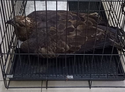 An Injured Protected Eagle is Rescued by the Wildlife Authrity in Aceh (January 4, 2020)