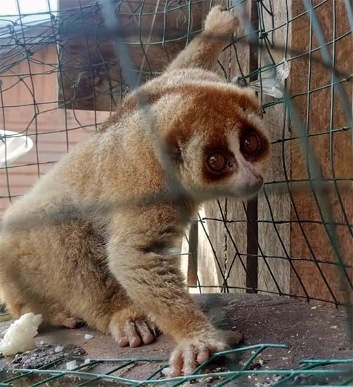 The Wildlife Authority and Scorpion Rescue a Slow Loris from Central Aceh, Sumatra (January 4, 2020)