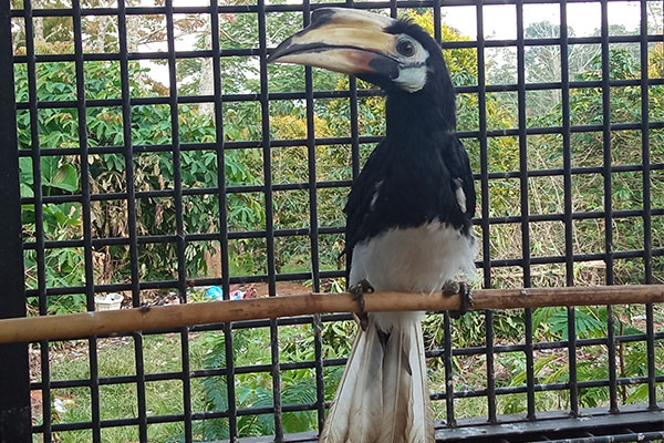 Rescuing an Oriental pied hornbill in Batangtoru (February 18, 2021)