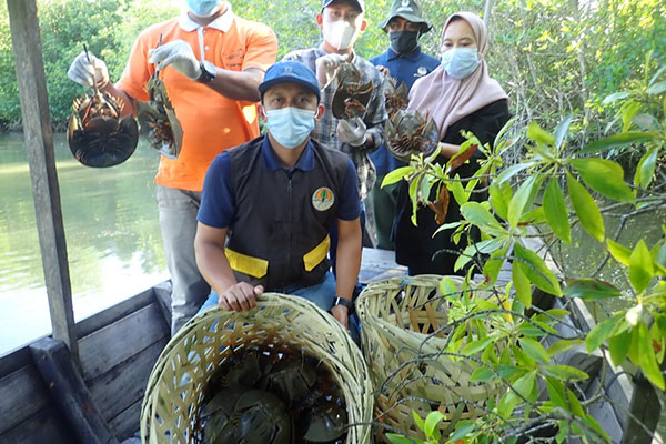 Releasing Horseshoe crabs at Karang Gading Wildlife Reserve, Sumatra (March 13, 2021)