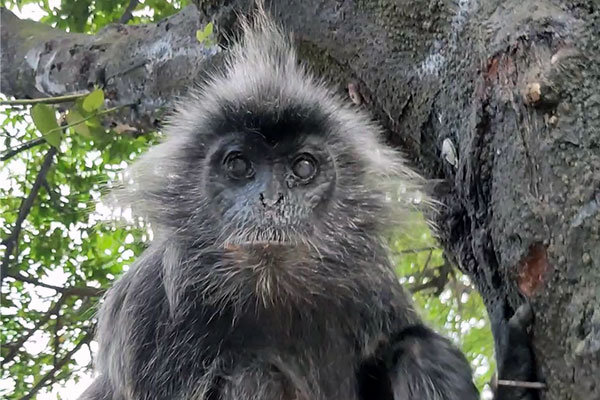 A Chained Langur to the Tree at Jalan Asrama Helvetia Medan was Rescued (April 12, 2021)