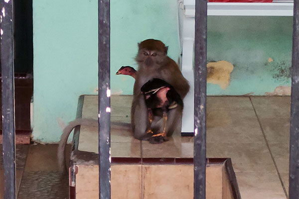 Macaque conflict in Medan Selayang, Sumatra (July 09, 2021)