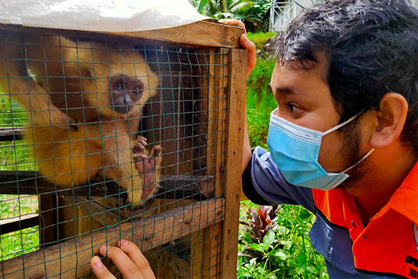 Confiscation of a Gibbon in Batu Horing Village, Batang Toru, Sumatra (August 30, 2021)