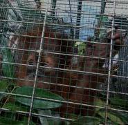 Ramadhani Sentenced to two years in jail for trading orangutan (November 20, 2015)