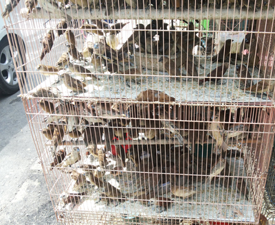 Bird Sale at Merak Jingga 2 copy