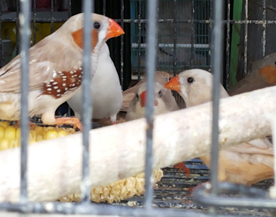 Bird sale at Merak Jingga 3 copy