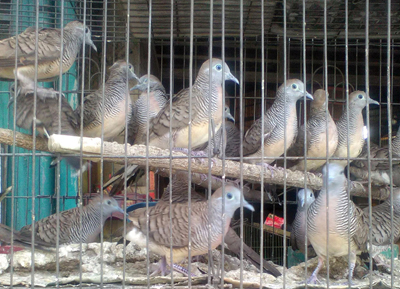 Bird sale at Merak Jingga 4 copy_1