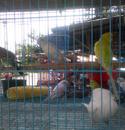 Bird sale at Merak Jingga 5 copy