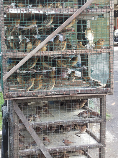 Bird sale in front of Jalam Sudirman temple copy_1