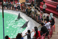 The Cruelest Animal Attraction (Dolphin Circus) in Medan Ended (February  10, 2016)