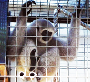 Result of Scorpion's Investigation: An Illegally Kept Gibbon Confiscated by BKSDA Jakarta (November 24, 2015)