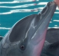 Shocking pictures show four dolphins kept in a tiny Bali resort swimming pool (July 6, 2015)