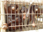 Indonesian Orangutans Go Home After 6 Years (November 11, 2015) 