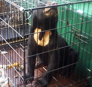 Police Arrest Six, Seize Protected Wildlife, in Trafficking Bust (November 18, 2015)